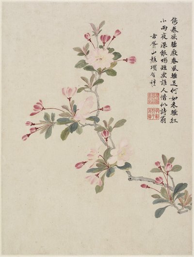 Crab-apple Blossom from a Flower Album of Ten Leaves, 1656 by Shengmo Xiang